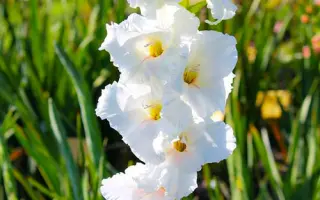 Уайт Фростинг / Уайт Фростінг