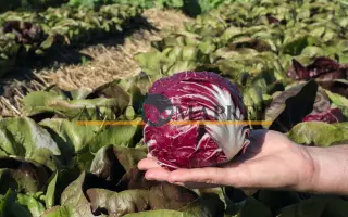 Vasari / Васарі