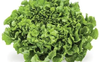 Anconi / Анконі