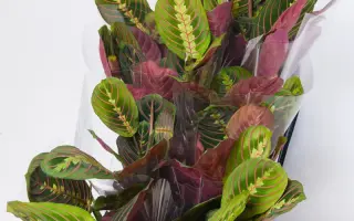 Maratoneta / Маратонета