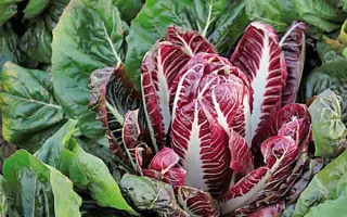 Galanti / Галанті