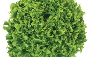 Kethel / Кейтел