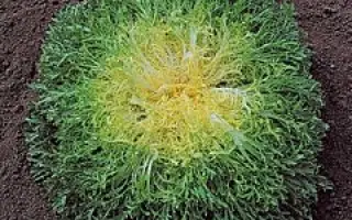 Cuartana / Куартана