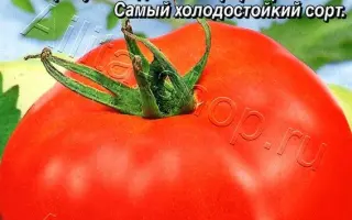 ГРУНТОВЫЙ ГРИБОВСКИЙ 1180