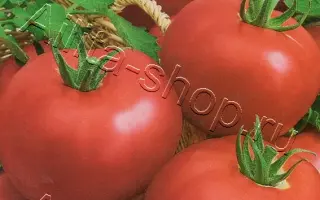 ХАБАРОВСКИЙ РОЗОВЫЙ 308