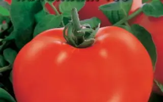 ТАЛАЛИХИН 186