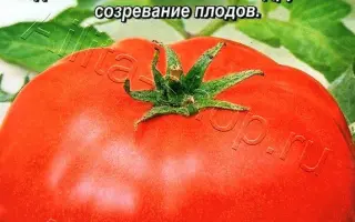 ВОЛГОГРАДСКИЙ СКОРОСПЕЛЫЙ 323