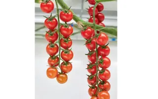 ТОМАДЖИНО СЕРАМ