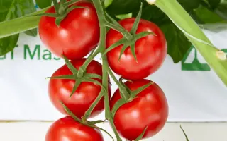 АВАЛАНТИНО РЕЙ