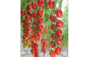 САНСТРИМ КЕЙС