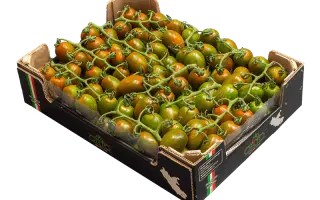 ФОНДАНЕЛЛО