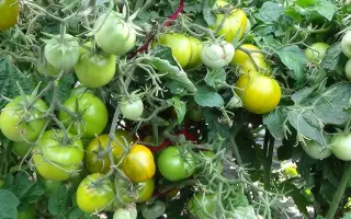 СКАЗОЧНЫЙ ГНОМ