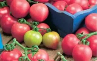 РОЗОВЫЙ КОКТЕЙЛЬ