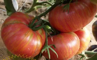 МАЛИНОВАЯ ЗЕБРА