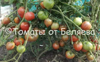 ПУРПУРНОЕ СЕРДЦЕ