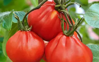 МАМИН ЛЮБИМЫЙ