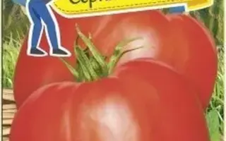 МИНУСИНСКИЙ МЕДВЕДЬ