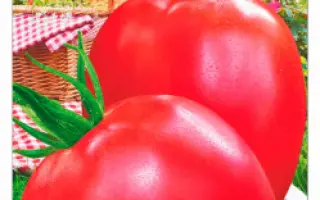 ЭЛЕГАНТ МАЛИНОВЫЙ