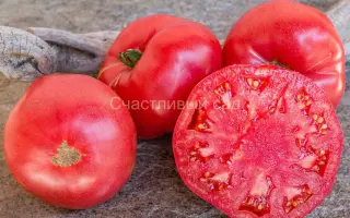 ЗОЛОТЫЕ СОТЫ