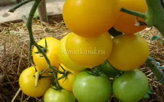 ЛИМОННЫЙ МАЛЬЧИК