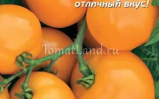 ОРАНЖИТА