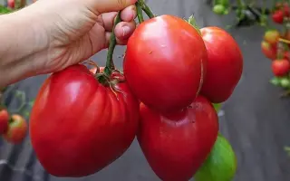 САХАРНАЯ ГИРЛЯНДА