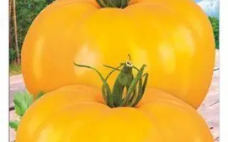 МЕДОВЫЙ ПУДОВИЧОК