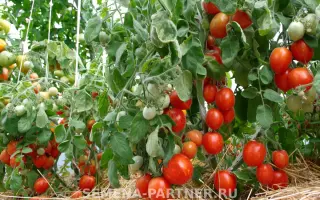 МАЛЕНЬКОЕ ЧУДО