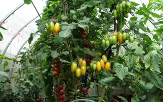 ЗЕЛЕНЫЙ КОТЯ