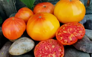 АНАНАСОВЫЙ КОРОЛЬ