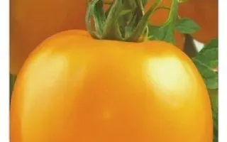 ЯНТАРНОЕ СЕРДЦЕ