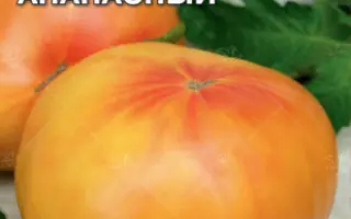 САХАР АНАНАСНЫЙ