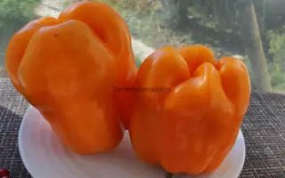 ОРАНЖЕВЫЙ БЫК