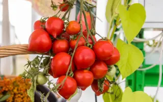 ГИГАНТ НГАУ