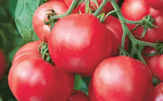 МАЛИНОВАЯ РАДУГА