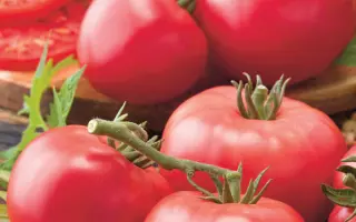 МАЛИНОВЫЙ СОРБЕТ