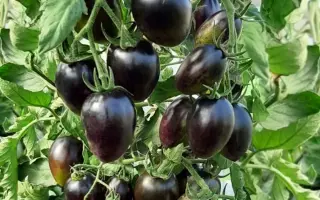 ЗВЕЗДОПАД В АВГУСТЕ