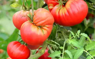 МОГУЧАН СТЕПАНОВА