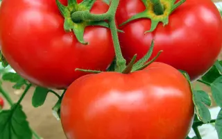 РОДИТЕЛЬСКИЙ ДОМ