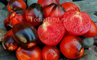 ТЕМНЫЙ ЛОРД