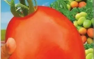 СИБИРСКИЙ КАРЛИК