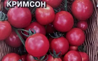 САМЧЕРРИТО КРИМСОН