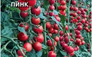 САМЧЕРРИТО ПИНК