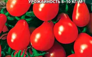 ДОМБАЙ ДЮШЕС