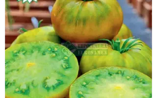 ЗЕЛЕНАЯ ТАЙНА ЛИЧИНКИ