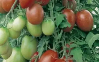 НЕГРОНИ