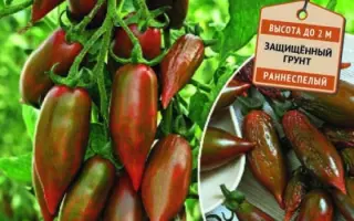 ШОКОЛАДНЫЙ ФОНТАН