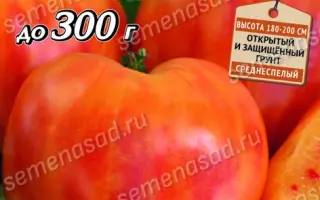 БЫЧЬЕ СЕРДЦЕ БИКОЛОР