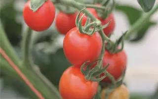 МАУНТИН МЕЙДЖИК