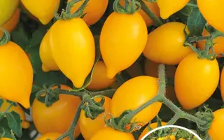 СЛАДКИЕ КУРНОСИКИ